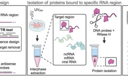 研究人员开发了一种方法来绘制活细胞中特定RNA区域的相互作用