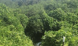 白人民族主义门，发现婴儿，赌博丑闻：阿拉巴马州