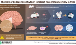 研究揭示了催产素如何提高动物的记忆力