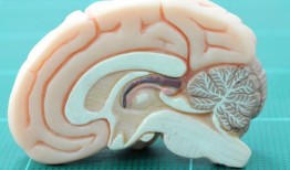 一项研究解释了为什么人们对同一种药物的反应差异很大