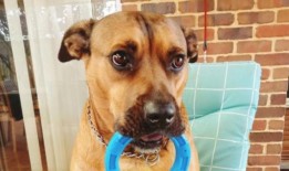 被警察开枪打死的狗库乔的家人说它很温顺