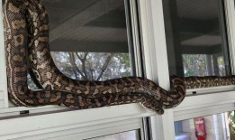 随着蟒蛇被赶出学校，阳光海岸学校开始上生物课