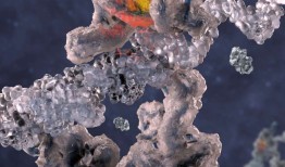 研究人员发现了新的耐抗生素细菌