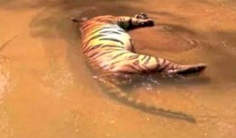 在河里发现一只死虎