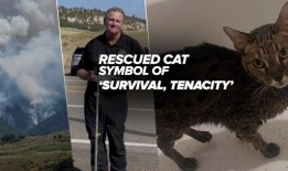 从采石场大火中获救的露西猫：“我们在这里经历的象征”