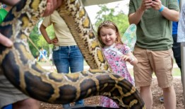 研究表明，吃缅甸蟒蛇可以保护佛罗里达大沼泽地：它的味道如何？