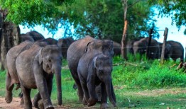 美国游客在赞比亚被大象袭击身亡，这是今年的第二起