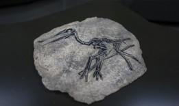 土耳其出土的古代动物化石揭示了迁徙模式