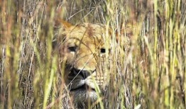 SANParks对在克鲁格公园撞母狮的司机处以罚款