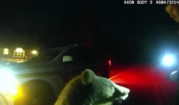 在佛罗里达发现了阿拉斯加本土的熊