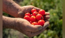 来自欧洲的红金色番茄——在欧洲完善的种植，现在在印度有售