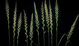 波莉从来没有患过哮喘病——然后一声雷声使她喘不过气来