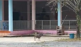 泰国南部一名僧侣被控性侵狗