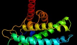 研究揭示了含糖蛋白质的秘密，对发育和癌症进展很重要