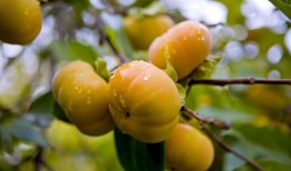 阿拉巴马州的食客很少享受到该州丰富的美食
