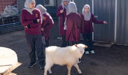 一所有农场动物的学校是如何获得该州最高的VCE分数的