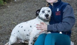 威克洛的阿什动物保护区正在努力为40只获救的狗狗找到新家