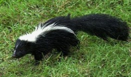 阿曼达·沃克：一个典型的阿拉巴马州早晨，有一只臭鼬