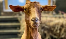 稀有的根西山羊品种将获得皇家称号