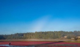 美国高速公路连环相撞，“超级大雾”造成7人死亡