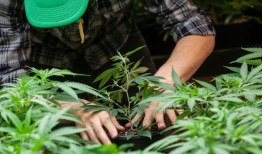 私人大麻法案将惩罚在儿童面前使用大麻的成年人