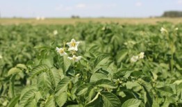 由于全球对炸薯条的需求，阿尔伯塔省的马铃薯产业正在蓬勃发展