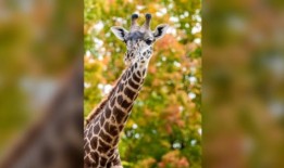 多伦多动物园分享了导致两岁长颈鹿死亡的原因