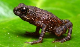 快速检查：在沙巴州重新发现了一种蟾蜍吗？