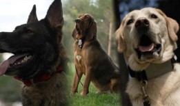 认识第一位从美国陆军游骑兵学校毕业的重症监护病房女护士