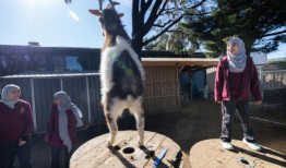 一所有农场动物的学校是如何获得该州最高的VCE分数的