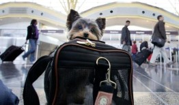 美国在犬类神秘疾病的基因检测中未发现新的病原体