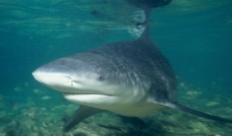 莫比尔湾的牛鲨数量显著增加：原因如下
