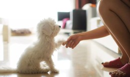 “我嫂子想让我给狗改名字，理由很疯狂——我不会这么做的”