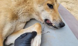 一只野狗在卡加里身上发现爪子和下巴被钩缠在一起