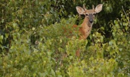 狩猎游说者：狩猎委员会将自己置于“政治危险”之中