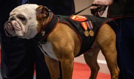 海军陆战队的头号魔鬼犬再次获得晋升