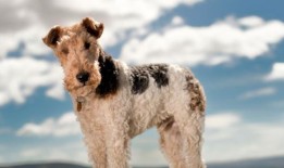 狗的数量急剧下降，狗的品种“面临灭绝”，整个名单都处于危险之中