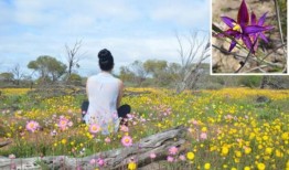 我们的自拍正在扼杀西澳最好的资产吗？科学家说是的