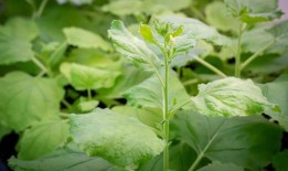 研究发现，捕鱼扰乱了方尾石斑鱼的交配行为