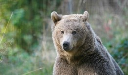 棕熊Boki本周将接受脑部手术