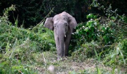 在吉兰丹的四个原住民定居点，野生大象毁坏了庄稼