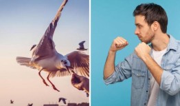 如果海鸥想偷我的食物，我能揍它吗？