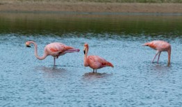 爱达荷火烈鸟，亲善加利亚·拉哈夫：阿拉巴马州